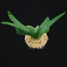 Platycerium 'Foong SiQi QQ’