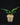 Platycerium 'Foong SiQi QQ’