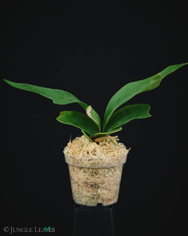 Platycerium 'Foong SiQi QQ’