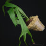 Platycerium 'Rydeen'