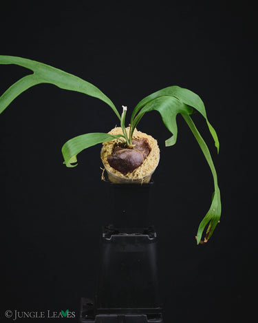 Platycerium 'Rydeen'