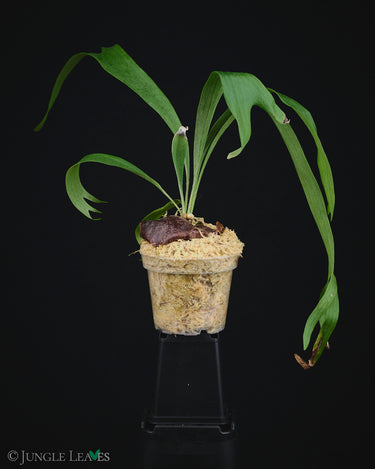 Platycerium 'Rydeen'
