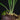 Platycerium 'Rydeen'
