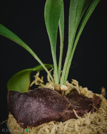 Platycerium 'Rydeen'