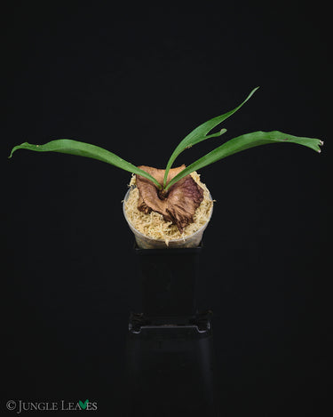 Platycerium alcicorne' Dwarf'