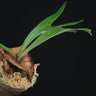 Platycerium alcicorne' Dwarf'