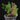 Platycerium bifurcatum ssp. willinckii 'Bacteria'