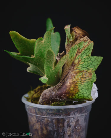 Platycerium bifurcatum ssp. willinckii 'Bacteria'