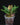 Platycerium bifurcatum ssp. willinckii 'Bacteria'