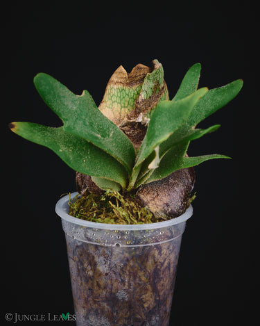 Platycerium bifurcatum ssp. willinckii 'Bacteria'