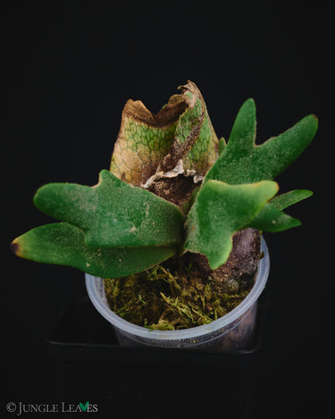 Platycerium bifurcatum ssp. willinckii 'Bacteria'