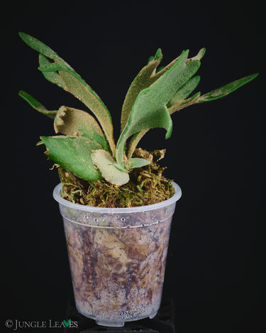 Platycerium bifurcatum ssp. willinckii 'Jade Girl'