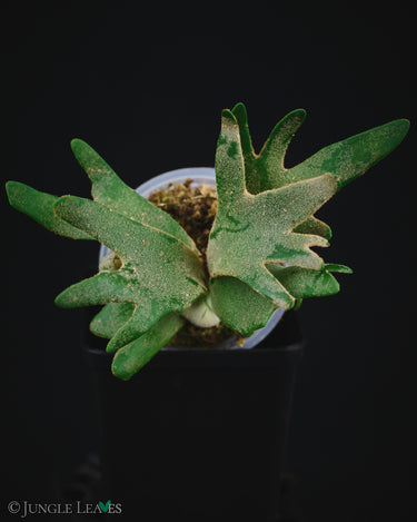 Platycerium bifurcatum ssp. willinckii 'Jade Girl'