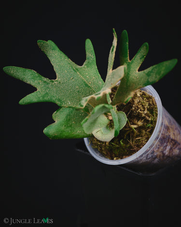 Platycerium bifurcatum ssp. willinckii 'Jade Girl'