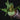 Platycerium bifurcatum ssp. willinckii 'Jade Girl'