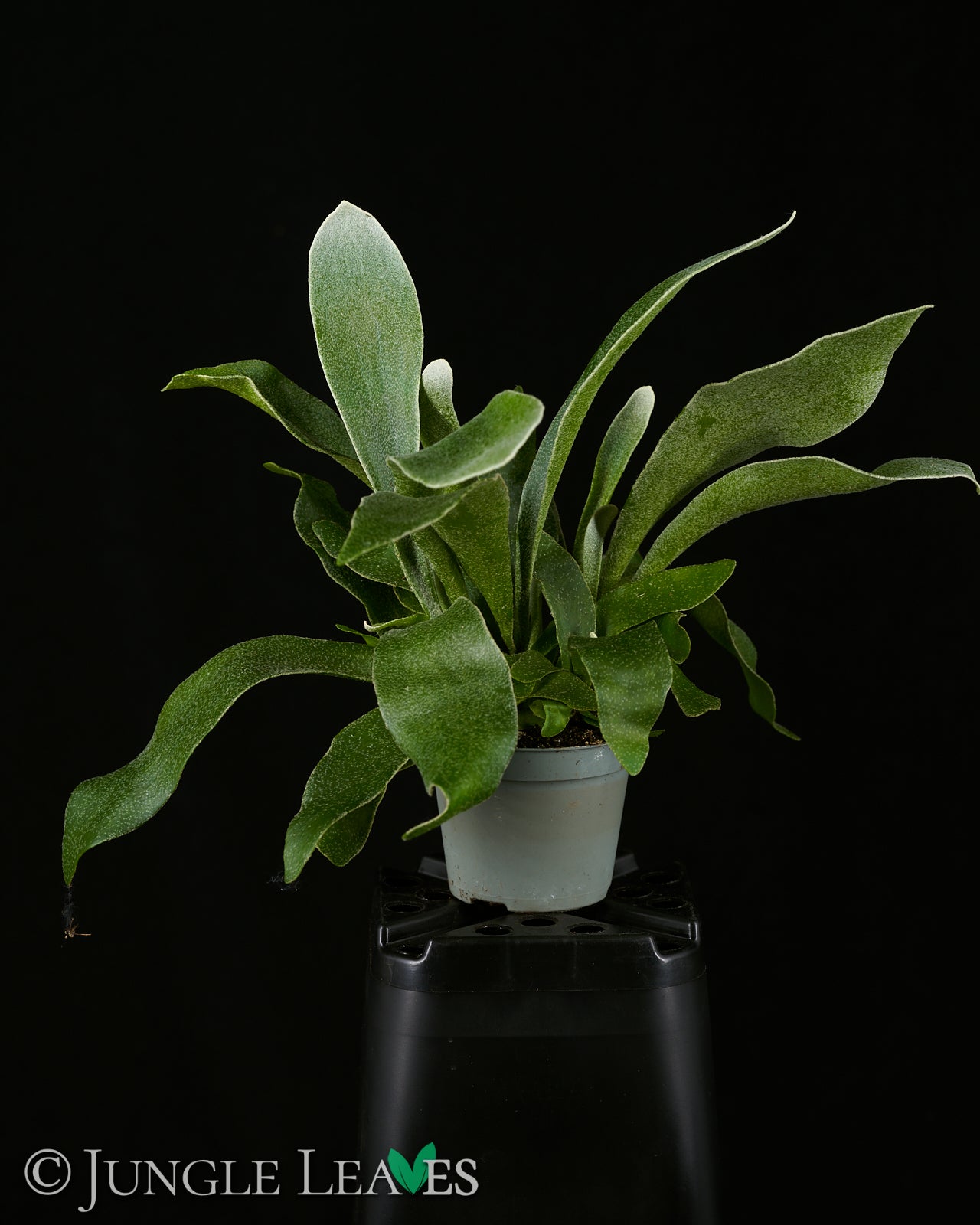 Platycerium bifurcatum (Geweihfarn) – Jungle Leaves