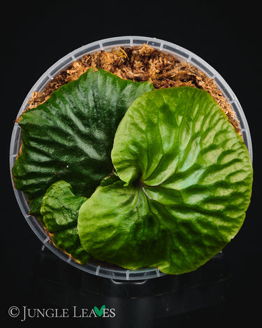 Platycerium madagascariense