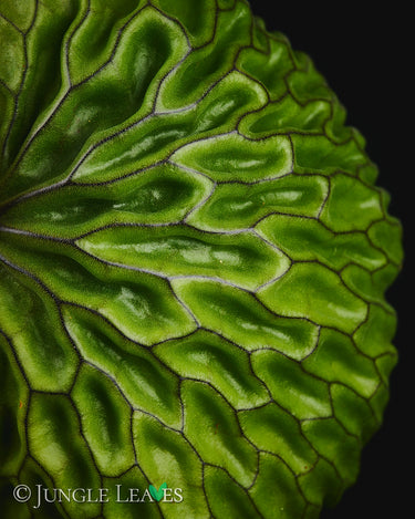 Platycerium madagascariense