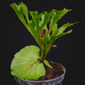 Platycerium ridleyi