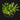 Platycerium ridleyi