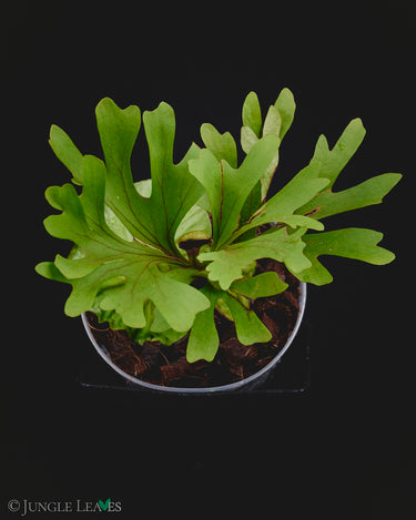 Platycerium ridleyi
