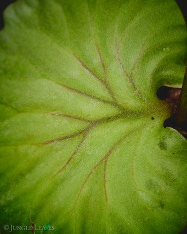 Platycerium ridleyi