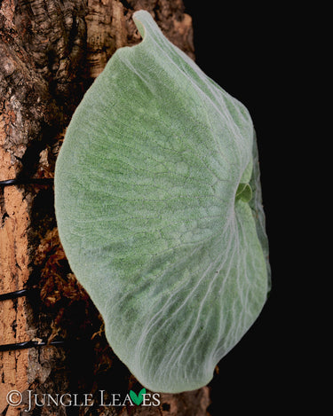 Platycerium superbum
