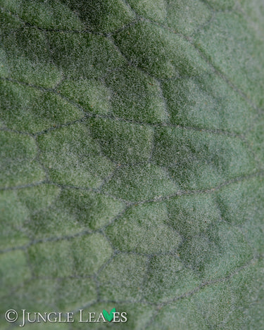 Platycerium superbum
