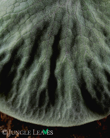 Platycerium superbum
