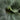 Platycerium superbum