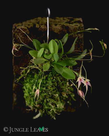 Platystele caudatisepala x posadarum