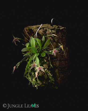 Platystele caudatisepala x posadarum
