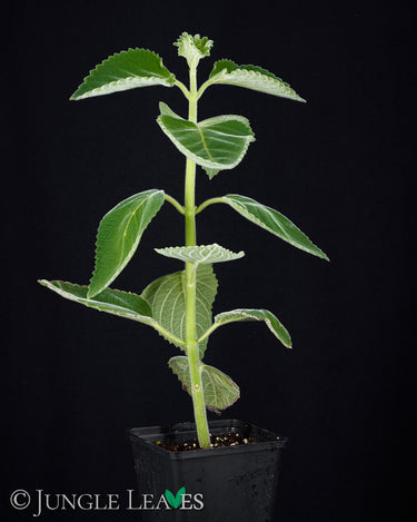 Plectranthus bellus 'Mount Carbine' (Australisches Zitronenblatt)