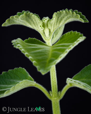 Plectranthus bellus 'Mount Carbine' (Australisches Zitronenblatt)