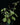 Plectranthus argentatus