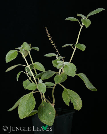 Plectranthus argentatus