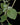 Plectranthus argentatus