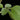 Plectranthus argentatus
