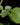 Plectranthus argentatus