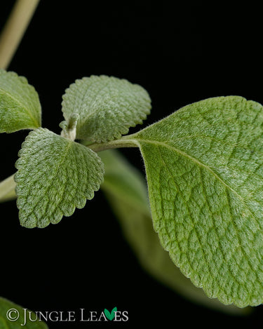 Plectranthus argentatus
