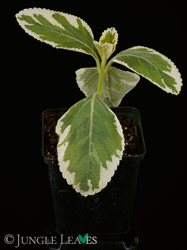 Plectranthus barbatus 'Variegata'