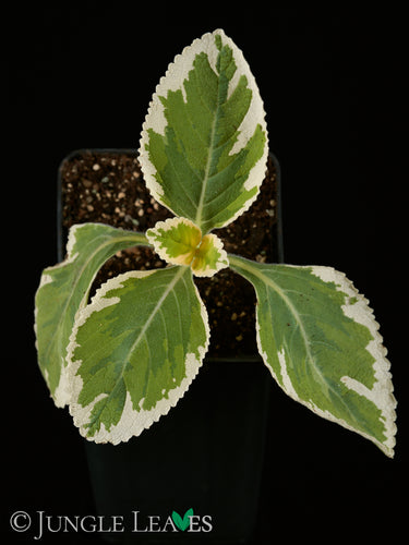 Plectranthus barbatus 'Variegata'