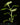 Plectranthus grandidentatus