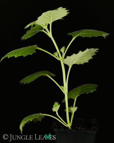 Plectranthus grandidentatus