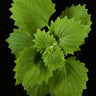 Plectranthus grandidentatus