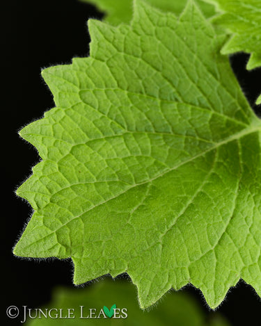 Plectranthus grandidentatus