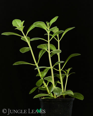 Plectranthus neochilus