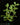 Plectranthus neochilus