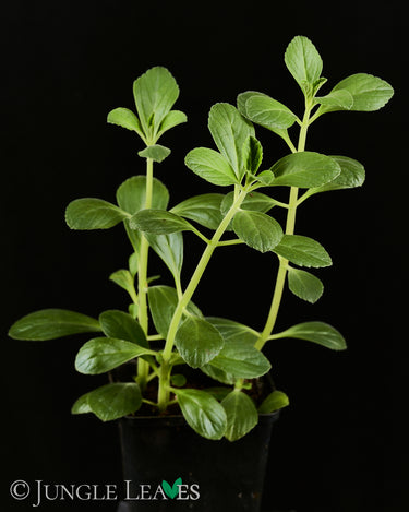 Plectranthus neochilus