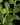 Plectranthus neochilus